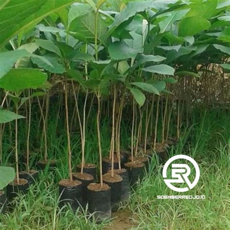 Jual Bibit Tanaman Jati Unggul Murah Siap Tanam Shopee Indonesia