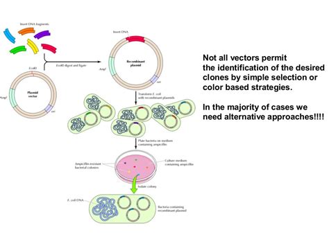 Cloning vectors