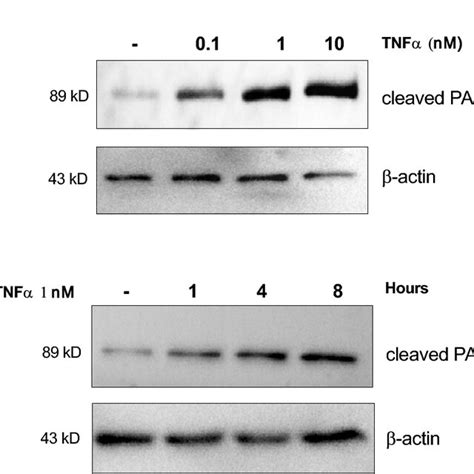 HCT116 cells respond to TNF α induced apoptosis A HCT116 cells were