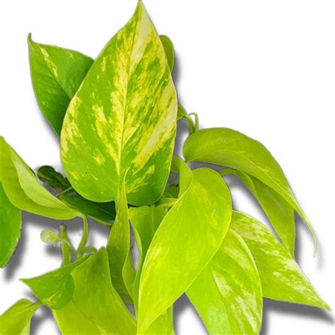 Very Rare Variegated Neon Pothos Epipremnum Aureum Plant Cuttings