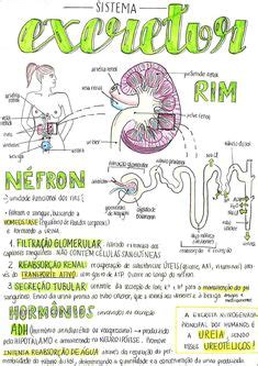 Mapa Mental S Excretor Parte Mapa Enfermagem Biom School Study