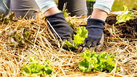 Straw Garden Mulch The Ultimate Guide Blue Mountain Hay