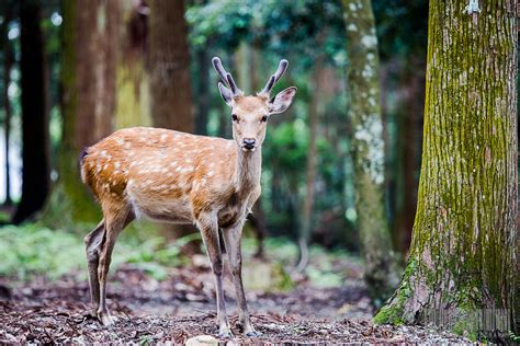 Japan: Sacred Deer | In some small towns in Japan and in the… | Flickr