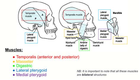 Neural Control Of Chewing And Swallowing Nb26 Flashcards Quizlet