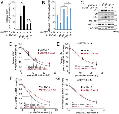 Hepatitis B Virus X Protein Recruits Methyltransferases To Affect