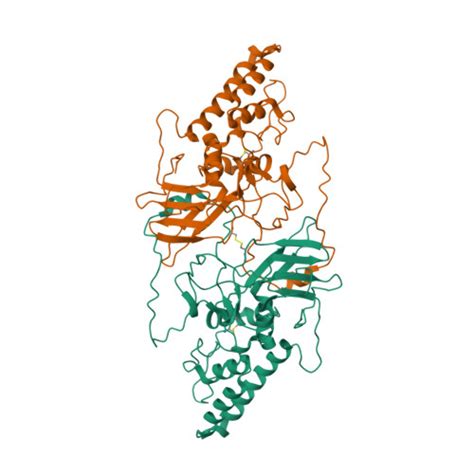 RCSB PDB 8I8A Cryo EM Structure Of The Major Capsid Protein VP39 Of