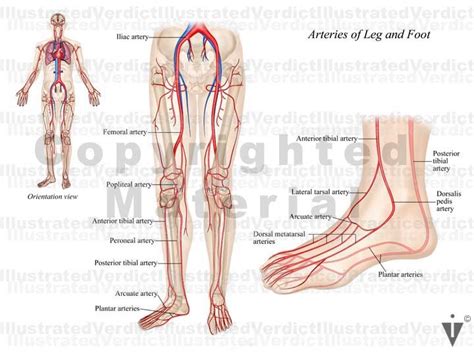 Stock Knee Vasculature Illustrated Verdict