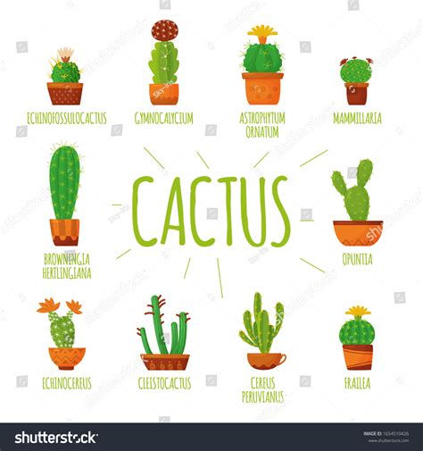 1 970 Cacti Names Images Stock Photos 3D Objects Vectors