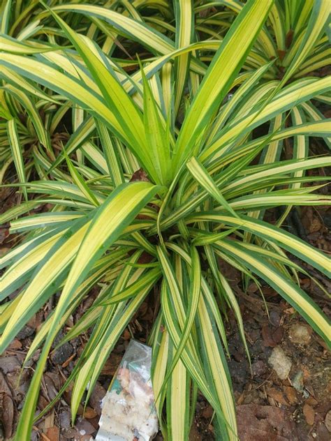 Pandan Auera Gold Variegated Bushy Healthy Happy Plant Furniture