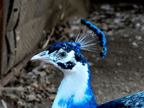 Bow S Peafowl Farm