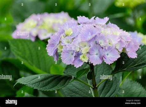 Hydrangea Macrophylla Amethyst Mophead Or Hortensia Hydrangea With