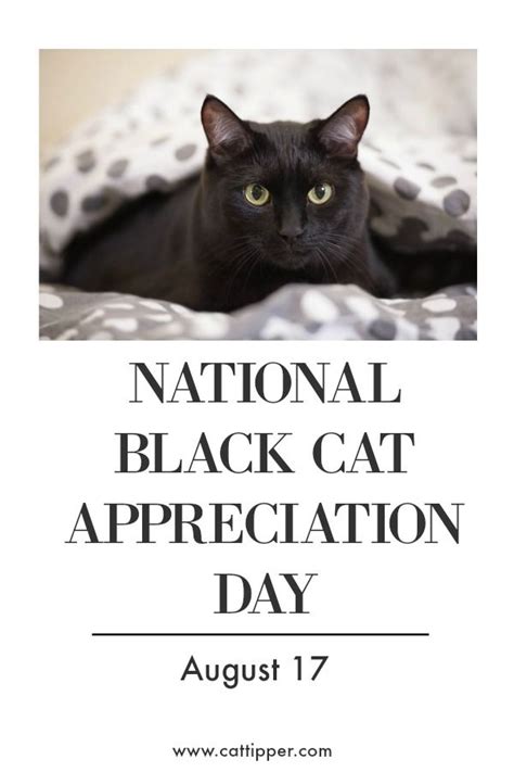 A Black Cat Laying In Bed With The Caption National Black Cat