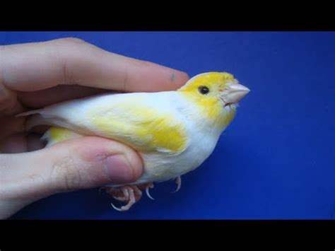 Canario Mosaico Negro Amarillo Todo Sobre Esta Raza De Serinus Canaria