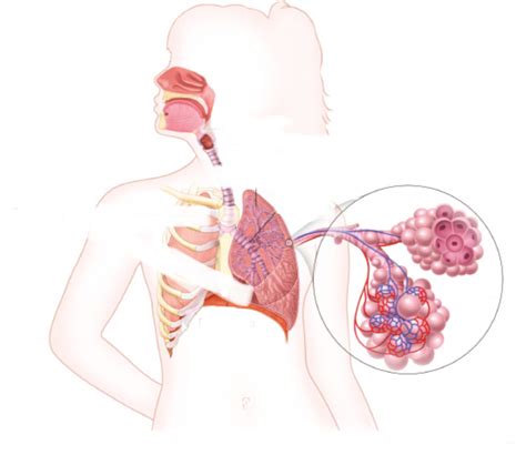 El Sistema Respiratorio Diagram Quizlet