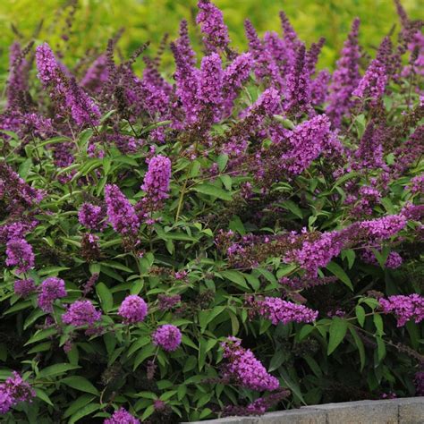 Zwerg Schmetterlingsflieder Buddleja Davidii Free Petite Tutti Frutti