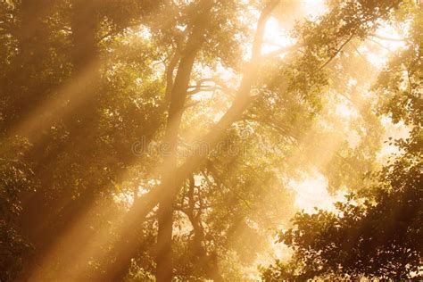 Sunlight through trees stock image. Image of leaves, sunrise - 14248995