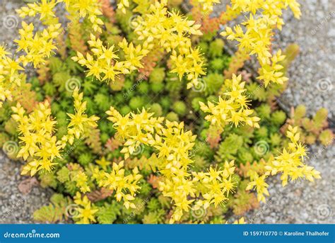 Yellow Blooming Stonecrop Latin Name Sedum Acre Stock Photo Image Of