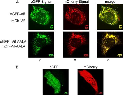 Localization Of Egfp And Mcherry Vif Fusion Proteins Hela Cells Were