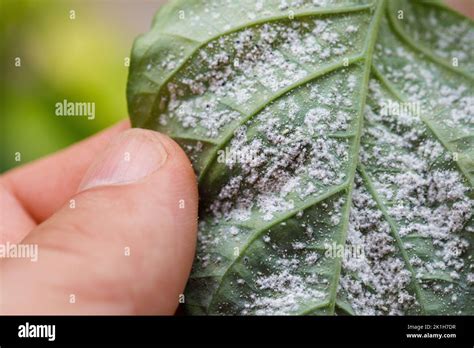 Insectes Nuisibles Pucerons Sur Les Pousses Et Les Fruits Des Plantes