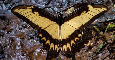 Borboleta Cauda De Andorinha 262052 Biofaces Bring Nature Closer