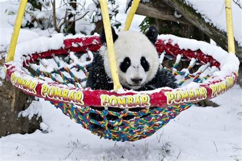 Forum Übersicht RE Tiergarten Schönbrunn A Alles News zu Panda