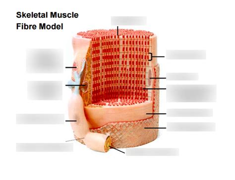 Skeletal Muscle Fiber Model Labeled