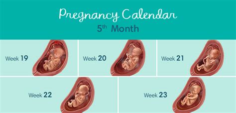 Months Pregnant Symptoms And Fetal Development Pampers 60 Off