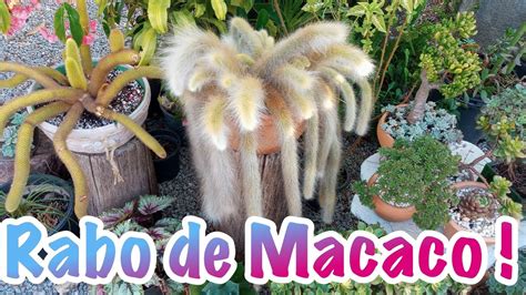 Replante Do Cacto Rabo De Macaco YouTube