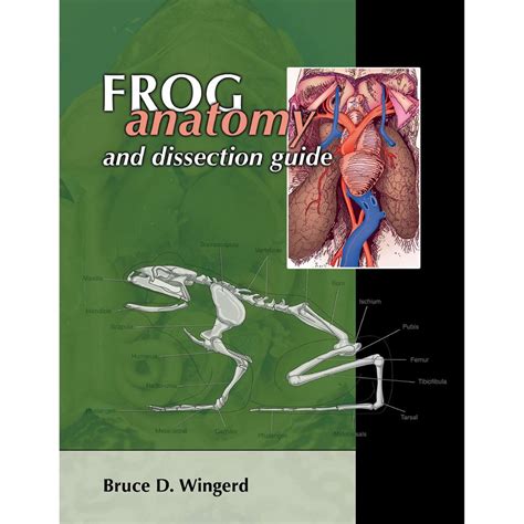 Frog Anatomy And Dissection Guide Carolina Biological Supply