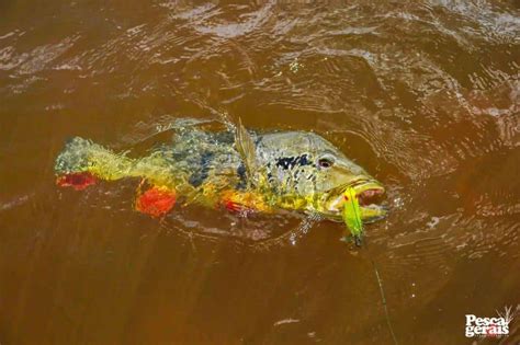 10 Melhores Iscas Para Pescaria De Tucunaré Açu No Amazonas