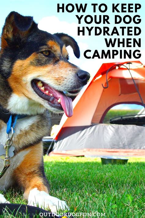 How To Keep Your Dog Hydrated