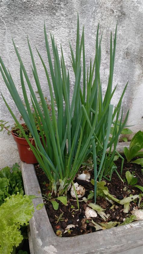 Pin de Cassia Andrea Canete em vaso em 2024 Horta orgânica em casa