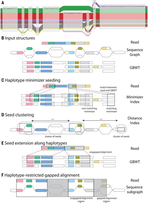 Plant Pangenomics Approaches Applications And Off