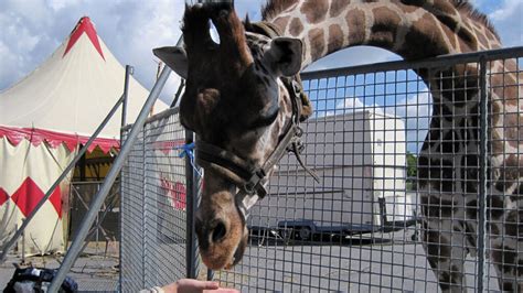 Zirkus Deutscher Tierschutzbund E V