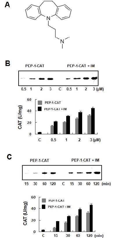 Effect Of Imipramine On The Transduction Of Pep Cat Into Astrocytes