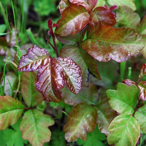 How To Identify Poison Ivy Plant