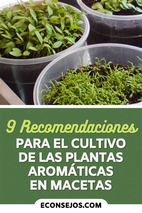 9 Recomendaciones para el cultivo de las plantas aromáticas en macetas