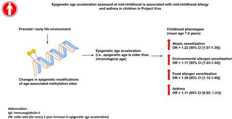 Epigenetic Age Acceleration Is Associated With Allergy And Asthma In