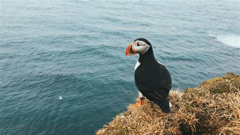 10 Of The Most Amazing Seabirds Ocean Info