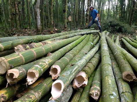 Rumah Nenek Dari Anyaman Bambu Diplester Semen Puluhan Tahun Tetap