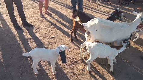 FEIRA DE OVELHAS DE CACHOEIRINHA PE YouTube