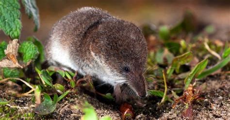 What Do Shrews Eat? 11 Foods for a Tiny Animal - A-Z Animals