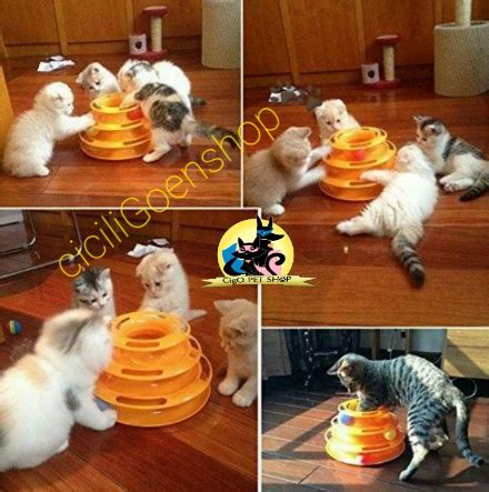 Rekomendasi Mainan Kucing yang Lucu dan Disukai Kucing - Guru Penyemangat