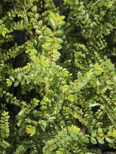 Orme De Chine Seiju Ulmus Parvifolia Seiju Le Jardin Du Pic Vert