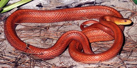 Everglades Rat Snake 6 By Millard H Sharp