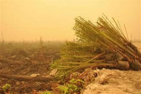 Ini Lokasi Penanaman Bibit Sawit Di Lahan Bekas Kebakaran Hutan