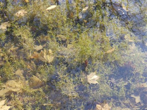 Les characées Nature en ville à Cergy Pontoise