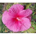 Hibiscus rustiques herbaces Pépinière Fleurs du Sud