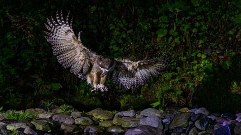 15 Blakiston’s Fish Owl Facts - Fact Animal