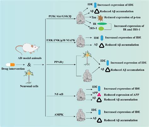 Figure 1 From Insulin Degrading Enzyme Roles And Pathways In